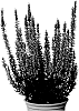 Calluna%20vulgaris%20%27Lynn%27