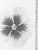 Hibiscus%20paramutabilis%20x%20syriacus%20%27WALHIFLAR%27