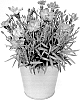 Dianthus%20caryophyllus%20L.%20%27KLEDG23495%27