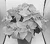 Euphorbia%20pulcherrima%20Willd.%20ex%20Klotzsch%20X%20Euphorbia%20cornastra%20%27BONPRI%201647%27