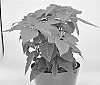 Euphorbia%20pulcherrima%20Willd.%20ex%20Klotzsch%20X%20Euphorbia%20cornastra%20%27BONPRI%201762%27