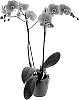 Phalaenopsis%20hybrida%20%27Tambourine%20Girl%27