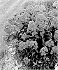 Phlox%20paniculata%20%27Material%20Girl%27