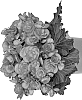 Begonia%20x%20hiemalis%20%27Dobegmotwohopi%27