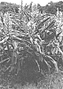 Hedychium%20coronarium%20x%20simaoense%20%27FAIRY%20GIRL%27