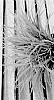 Phormium%20tenax%20x%20cookianum%20%27PHOS6%27