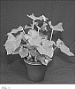 Caladium%20X%20hortulanum%20%27RUF%20OF18-231%27