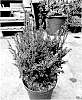 Taxus%20baccata%20%27HER2016T02%27