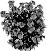 Erysimum%20hybrid%20%27Cdcery2%27