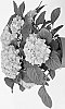 Hydrangea%20macrophylla%20%27HICANA14%27