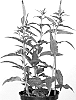 Veronica%20longifolia%20X%20Veronica%20spicata%20%27ALLVM1725%27
