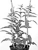Veronica%20longifolia%20X%20Veronica%20spicata%20%27ALLVM1725%27