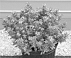 Catharanthus%20roseus%20%27CaTU%201917%27