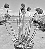Armeria%20pseudarmeria%20%27Hypnotic%20Dreams%27