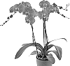 Phalaenopsis%20hybrida%20%27Sirocco%20Waves%27