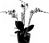 Phalaenopsis%20hybrida%20%27Snoozer%27