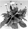 Gerbera%20hybrida%20%27GOS202108%27