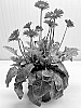 Gerbera%20hybrida%20%27GOS202117%27