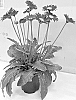 Gerbera%20hybrida%20%27GOS202118%27