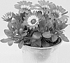 Osteospermum%20ecklonis%20Norl.%20%27KLEOE23403%27