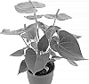 Anthurium%20andreanum%20%27AN2457778%27