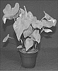 Caladium%20X%20hortulanum%20%27FRH%20OF13-246%27