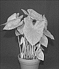 Caladium%20X%20hortulanum%20%27RSB%20Rd%20%28BOM%29%202319-279%27