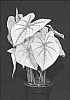 Caladium%20X%20hortulanum%20%27SCH%20OF16-414%27