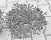 Delosperma%20nubigenum%20%27FSDD2117%27