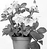 Helleborus%20niger%20X%20Helleborus%20x%20hybridus%20%27HL%201018%27