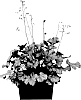 Heuchera%20hybrid%20%27Purple%20Rain%27