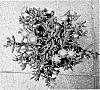 Delosperma%20nubigenum%20%27S3ora%27