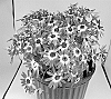 Senecio%20cruentus%20%27Sene%20Toyonai%27