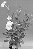 Mandevilla%20sanderi%20%27TVMD908%27