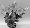 Mandevilla%20sanderi%20%27TVMD937A%27