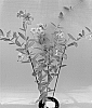 Mandevilla%20sanderi%20%27TVMD1180%27