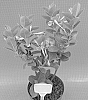 Mandevilla%20sanderi%20%27TVMD1252%27