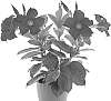 Mandevilla%20sanderi%20%27Inmanbegam%27