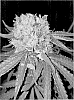 Cannabis%20sativa%20%27OW-1%27
