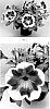 Petunia%20hybrida%20%27PEHY0084%27