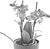 Phalaenopsis%20hybrida%20%27Snazzy%27