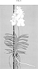 Vanda%20sp.%20Jones%20ex%20R.%20Br.%20%27SPCDW2303%27