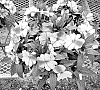 Impatiens%20hawkeri%20%27Dongimaviosta%27