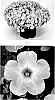 Petunia%20hybrida%20%27PEHY0082%27