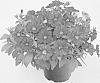 Petunia%20x%20Calibrachoa%20hybrid%20%27KLECA23590%27