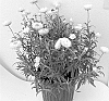 Xerochrysum%20bracteatum%20%27Bonxer%201842%27