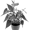 Anthurium%20andreanum%20%27AN2599066%27