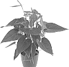 Anthurium%20andreanum%20%27AN2729837%27