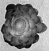 XSemponium%20spp.%20%27Vortex%27