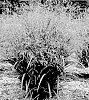 Panicum%20virgatum%20%27Nonesory%27